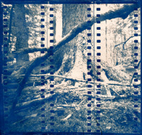 Untitled, Cyanotype